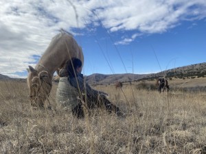 Sitting with Horses