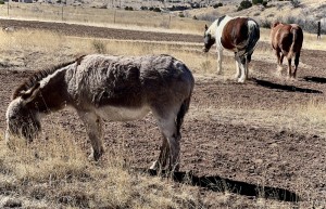 Tierra del Alma horses and donkey
