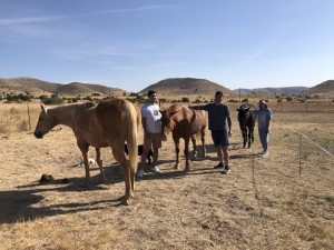 Horses of Tierra del Alma